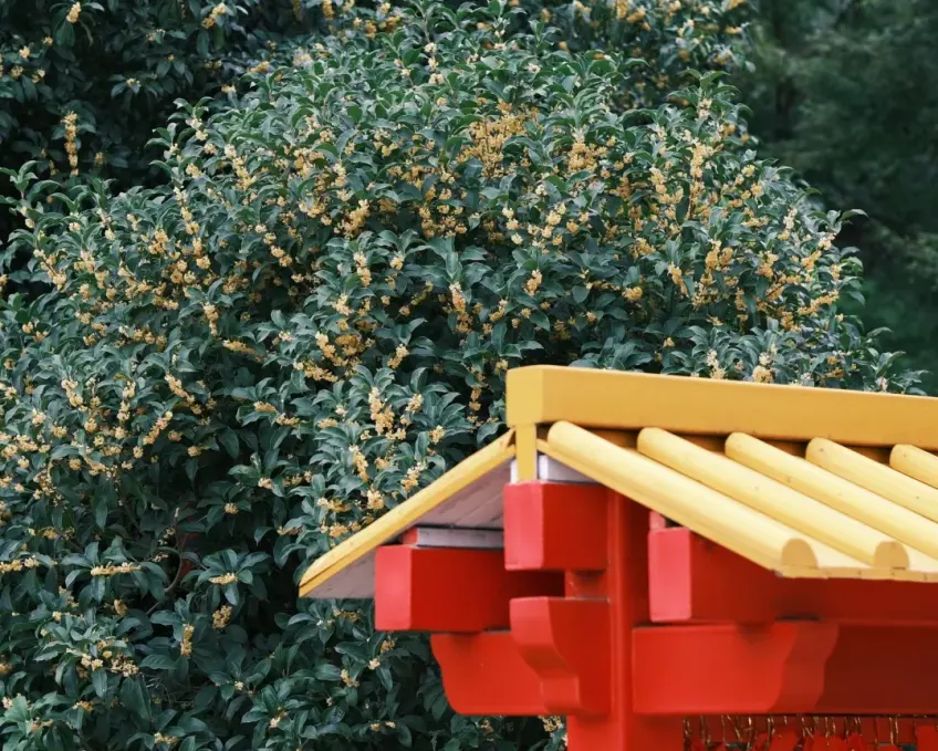 桂花枝与黄琉璃飞檐近景
