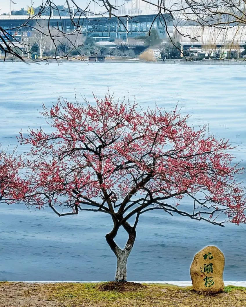 红梅树与玄武湖石刻示意