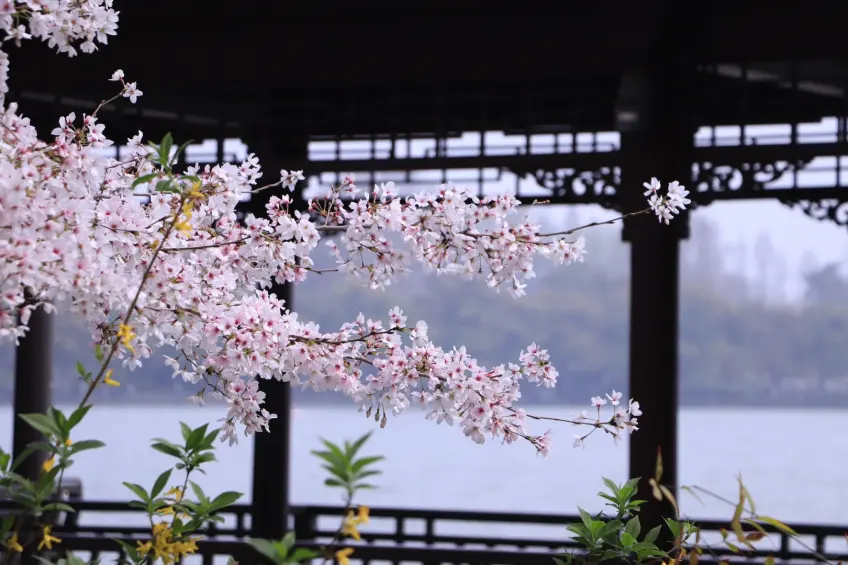 玄武湖樱洲樱花密林步道与湖面
