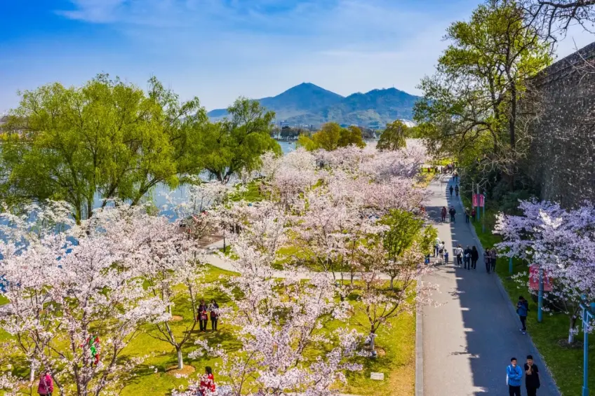 玄武湖城墙旁樱花草坪步道与游人