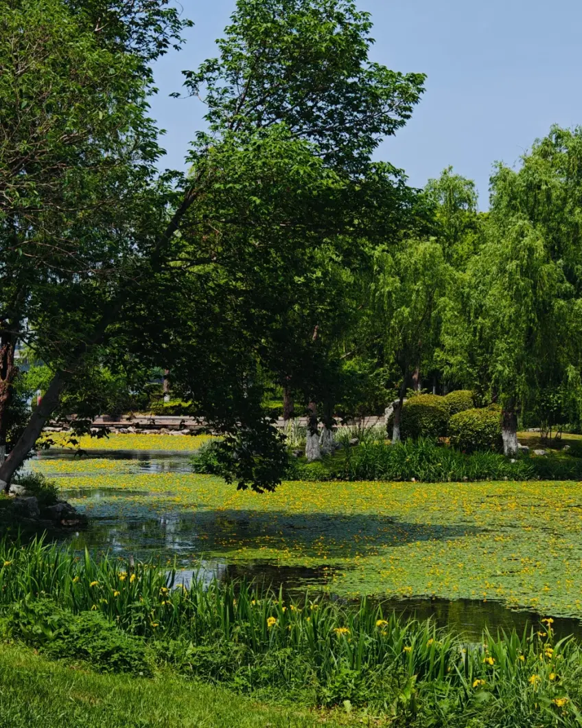 玄武湖翠洲荷塘黄花与阔叶树示意