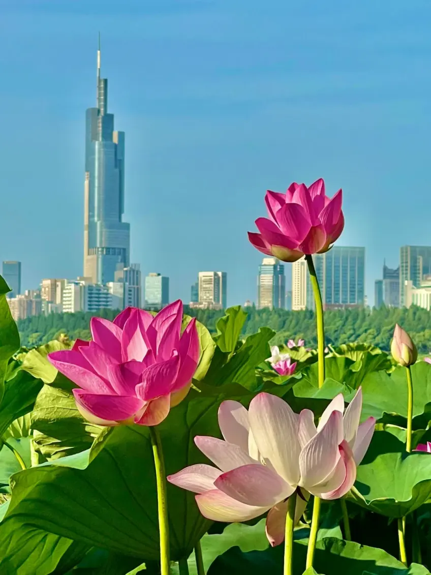 玄武湖夏日粉荷与荷叶近景示意