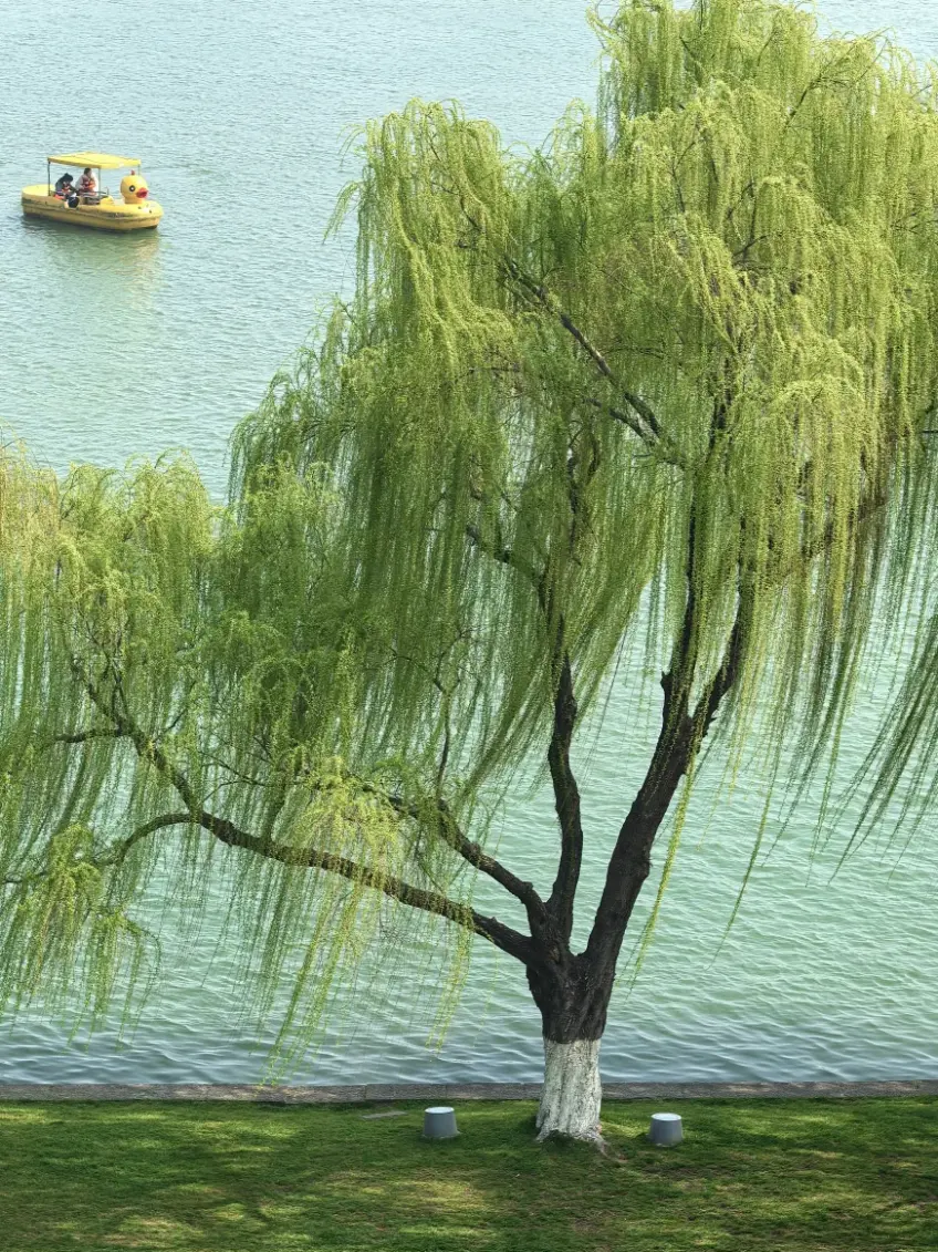 玄武湖环洲柳树草坪与鸭子脚踏船示意