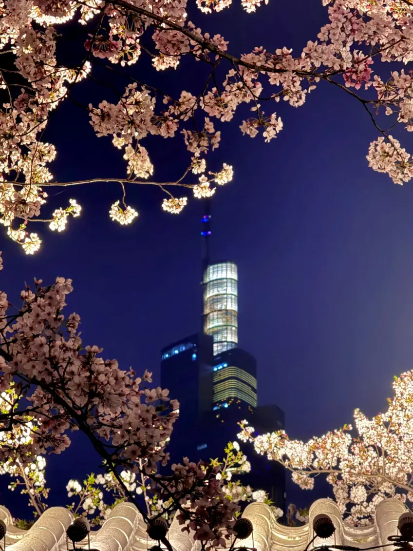 鸡鸣寺路樱花框景紫峰大厦夜景示意