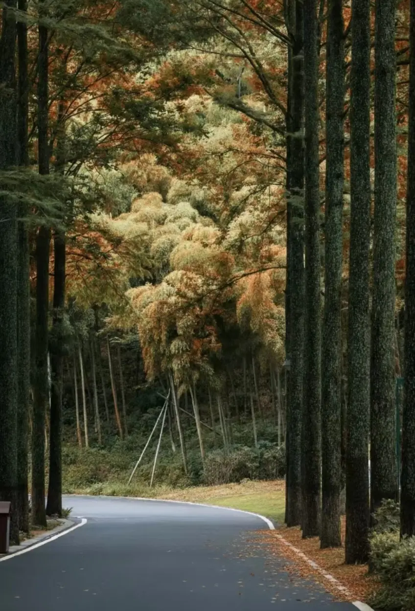 蔣公古道竹林石徑與登山者背影