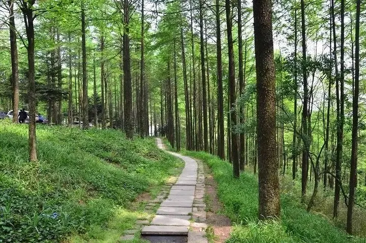 莫干山石板步道林荫与绿草