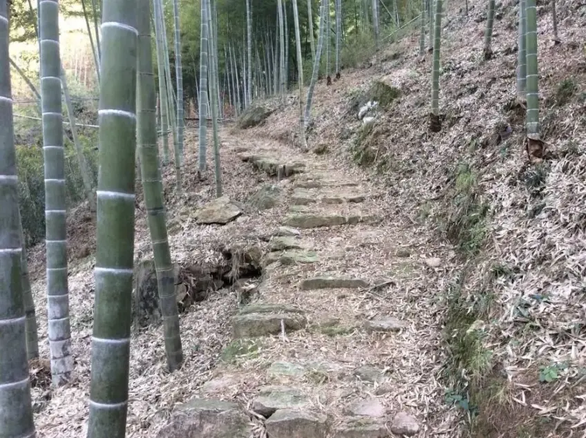 竹林间灰色石阶古道铺满竹叶