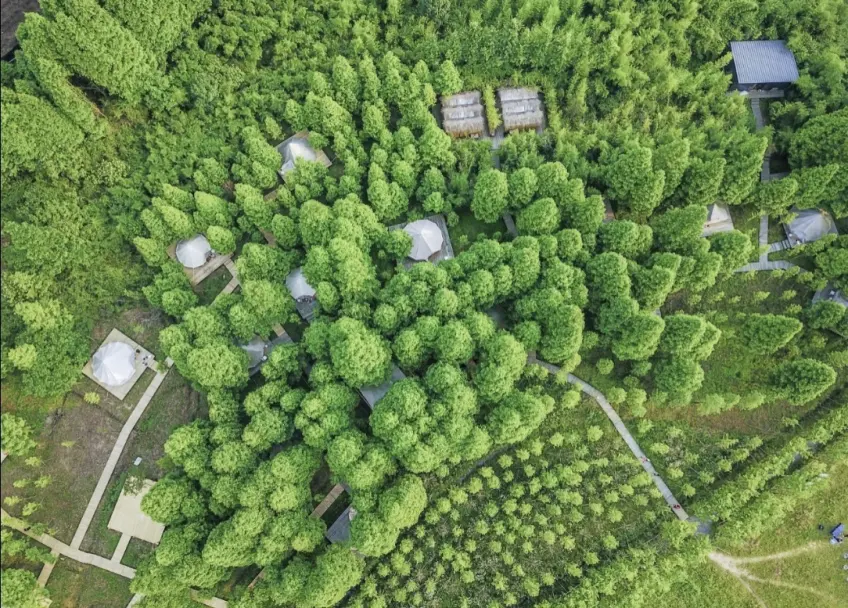 航拍林间白色圆帐篷与浅色步道