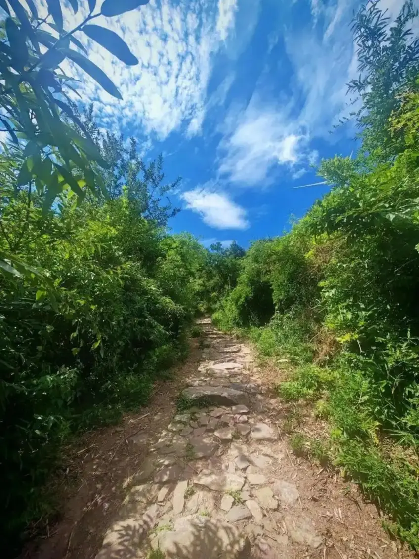 湖州弁山古道林荫石径登山步道竖图