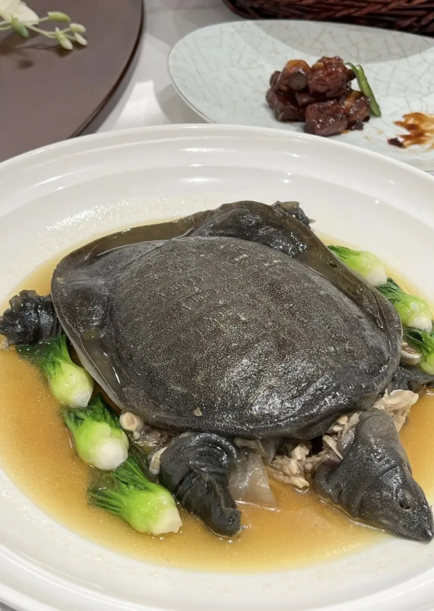 白碗清蒸甲鱼围青菜竖图示意