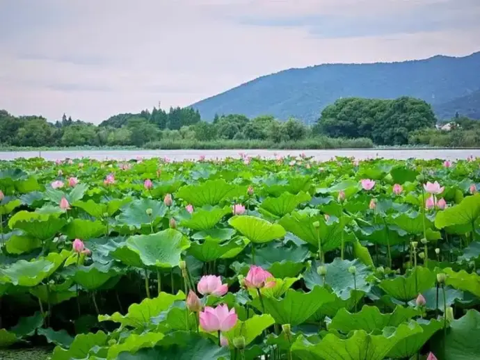 图影湿地