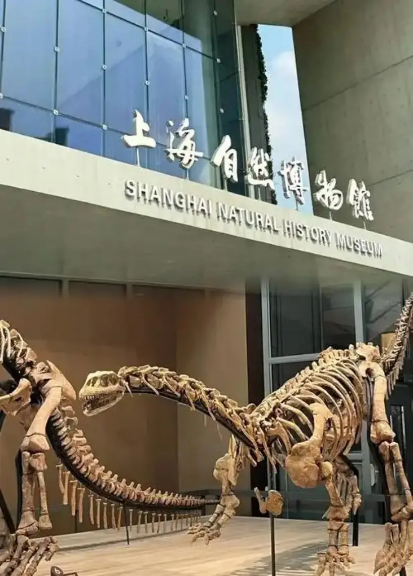 上海自然博物馆入口处大型恐龙骨架