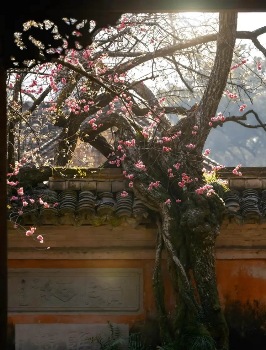 天台山國清寺隋梅古樹豎構圖示意