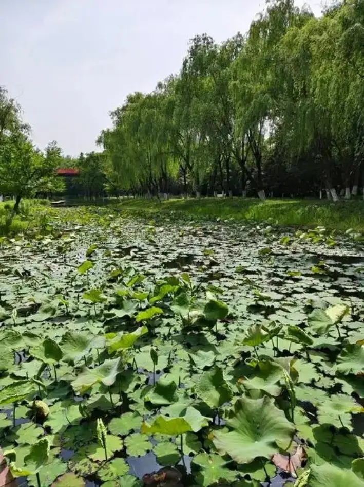 西南湖生態公園荷塘