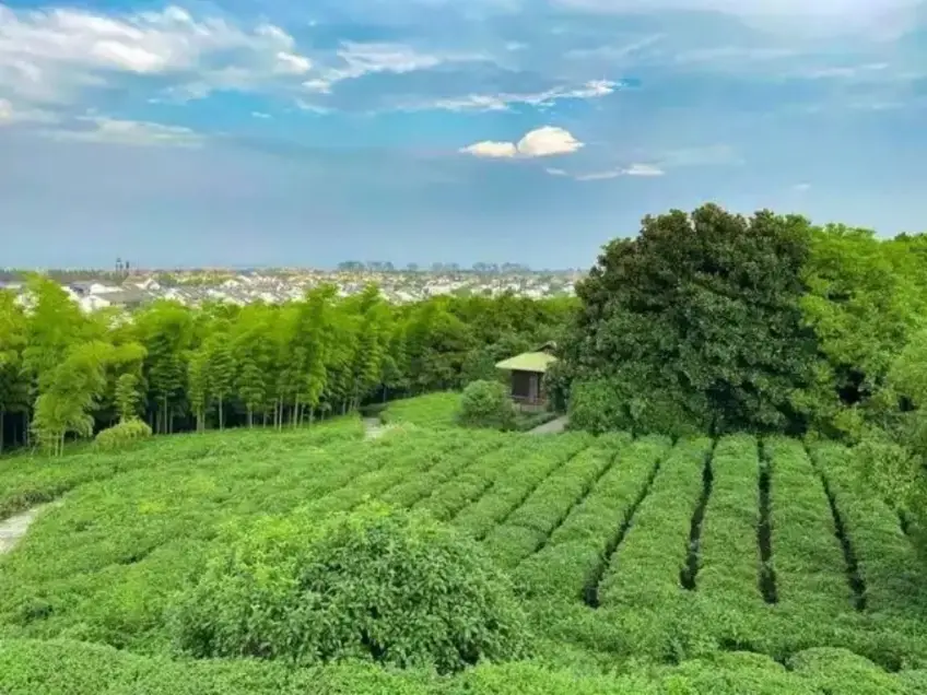 湖州小梅山一带茶园俯瞰民居横图