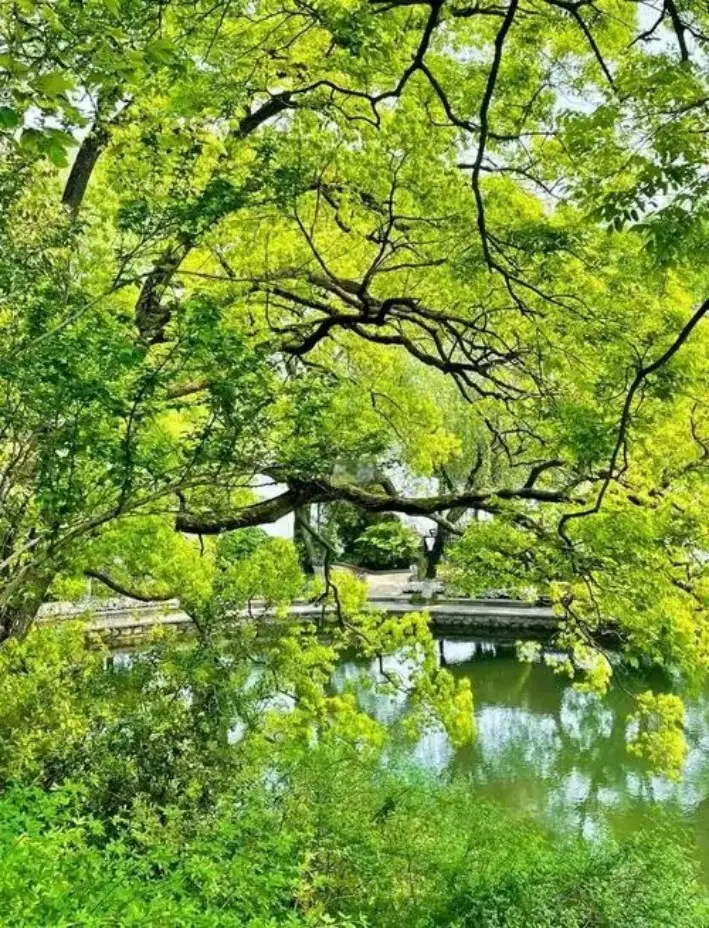 南湖湖心岛春季枝叶掩映的水岸步道