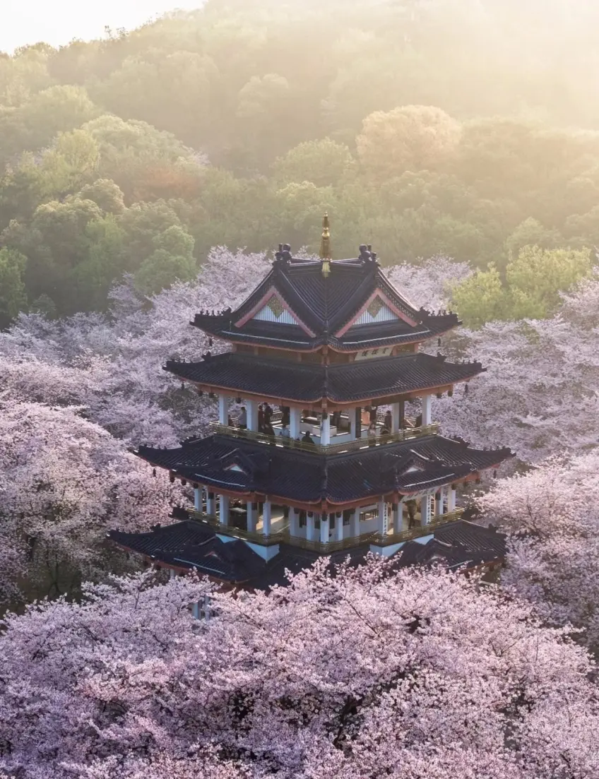 无锡鼋头渚樱花海中宝塔远景