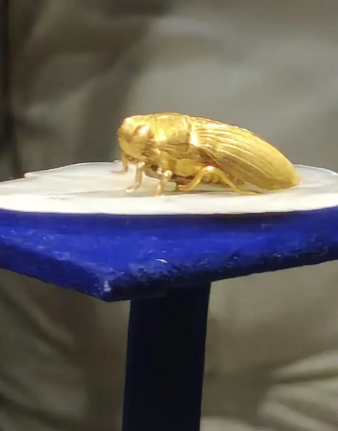 金蝉