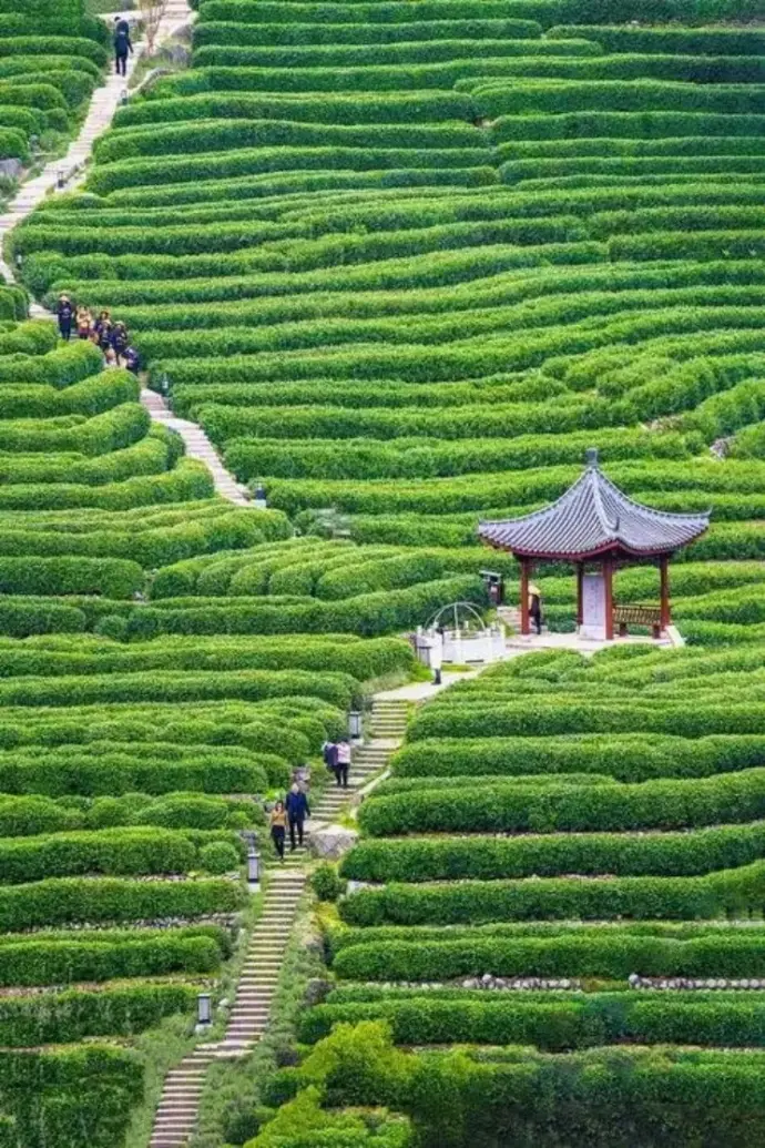 龙井茶园