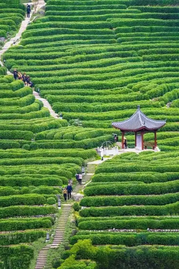 龙井村层层茶园铺满山坡