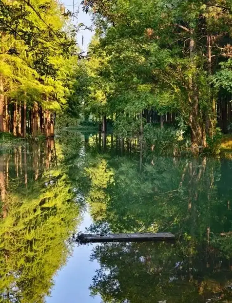 西溪湿地河道芦苇与两岸绿树