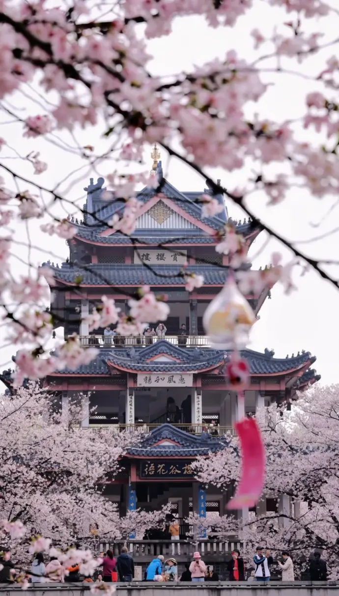 樱花谷