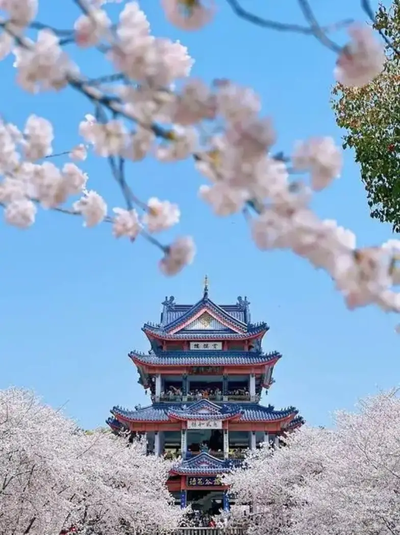 鼋头渚湖岸樱花与太湖