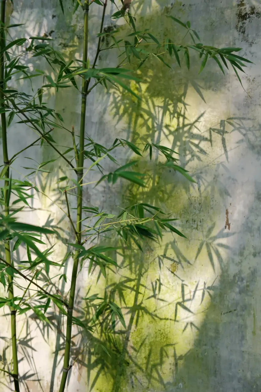 网师园竹林幽径与粉墙