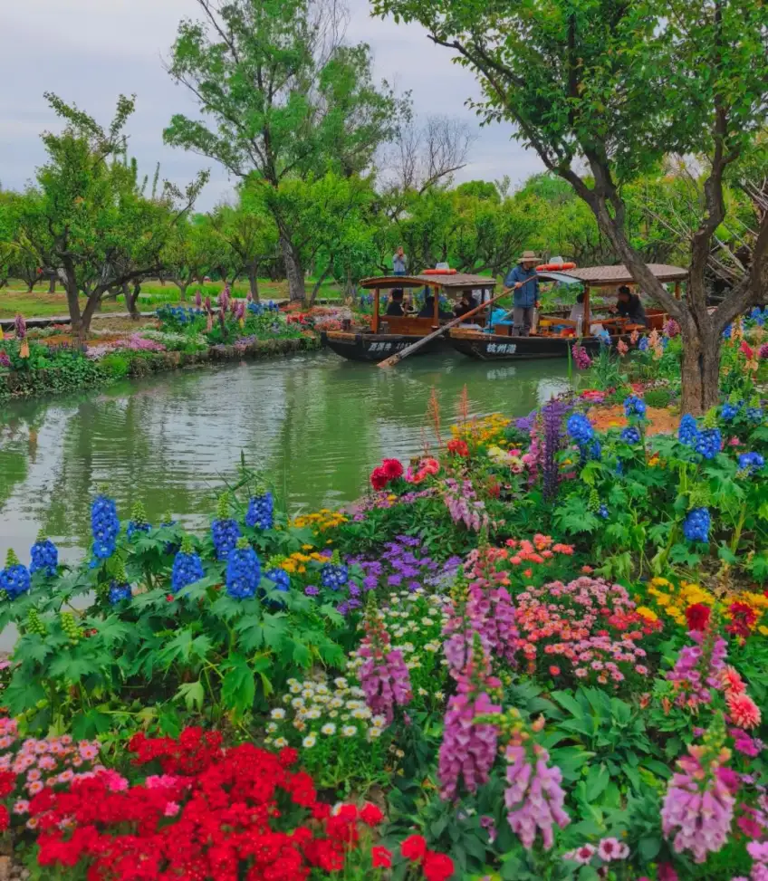 西溪花海岸边传统摇橹船与船工
