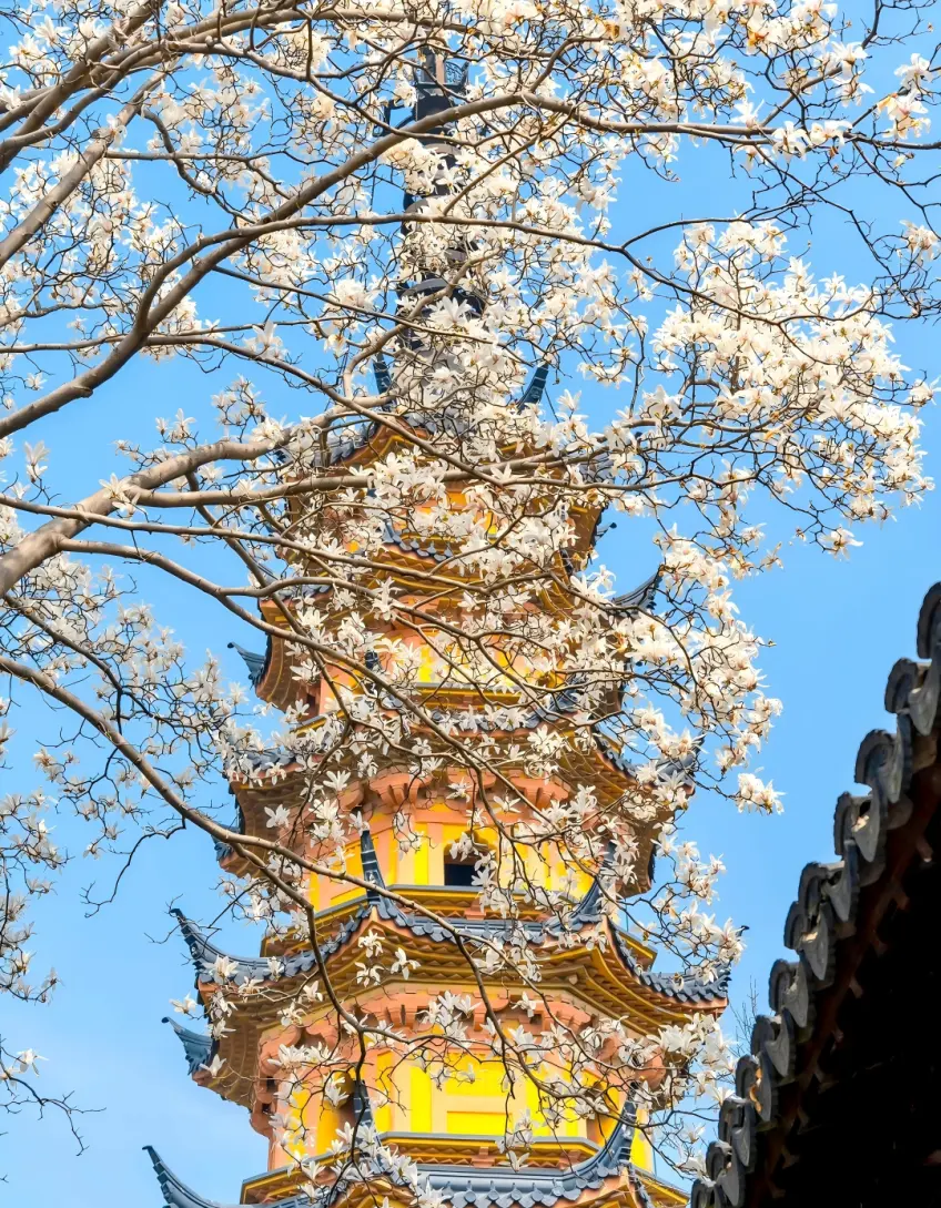 黄墙多层宝塔与玉兰框景