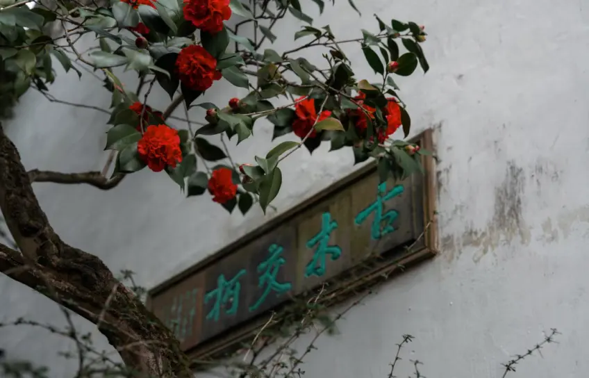 白墙匾额古木交柯与红山茶