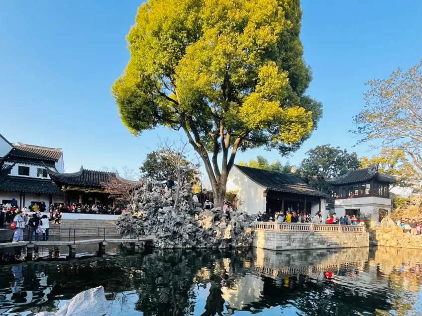 狮子林庭院古树池水与白墙廊榭