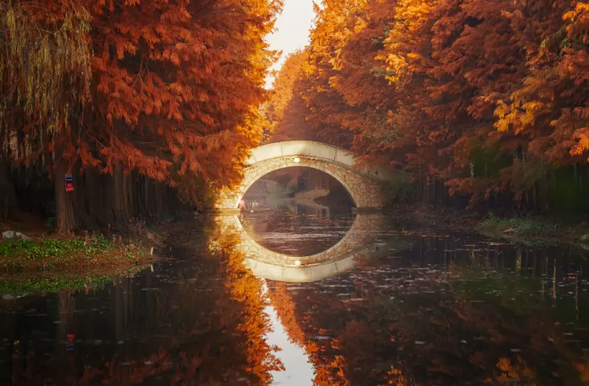 红杉林水道拱桥倒影成圆