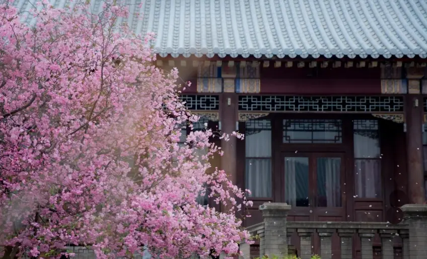 仿西花厅传统木构与盛开海棠近景