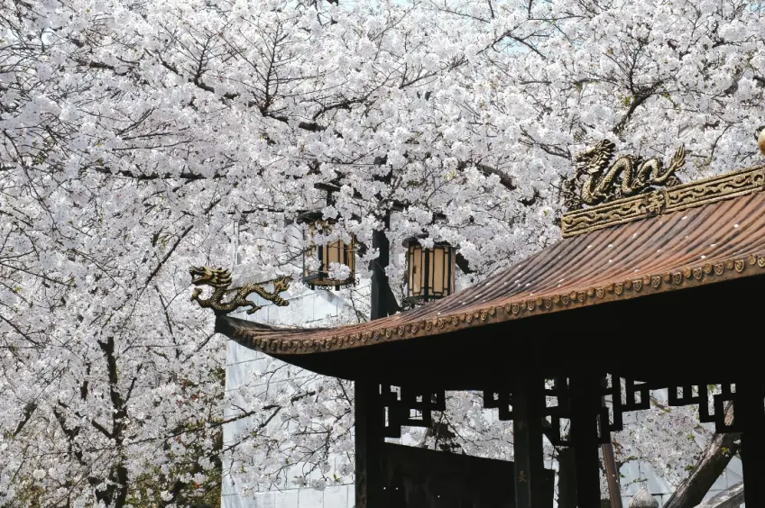 上方山樱花谷粉白樱花成片