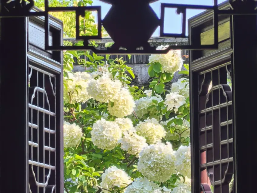 苏州园林花窗框景白花
