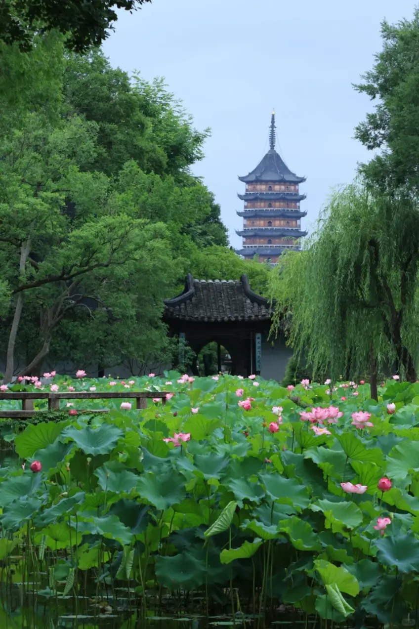 荷花门楼与多层高塔同框