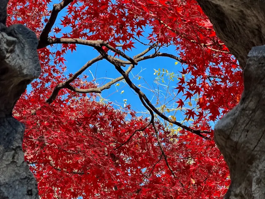 红叶仰拍石隙晴空