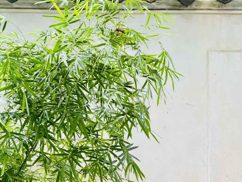 沧浪亭竹林清凉小径景色