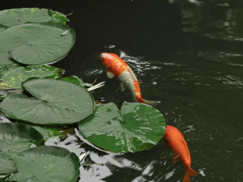 耦园西花园荷花池