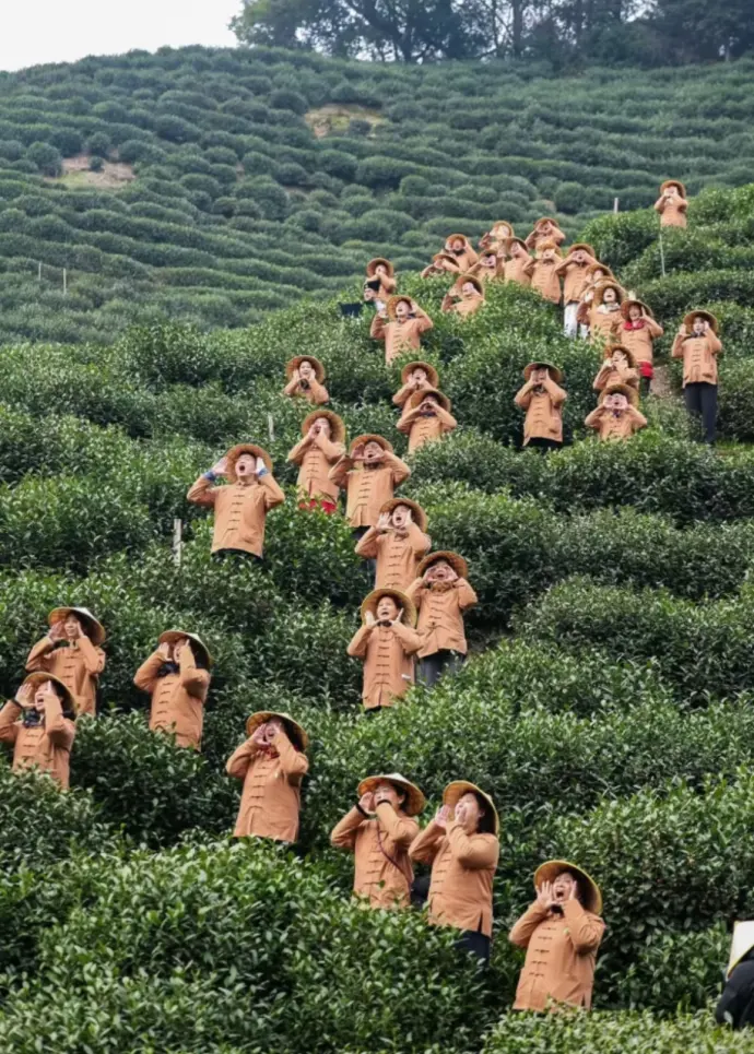 开茶节