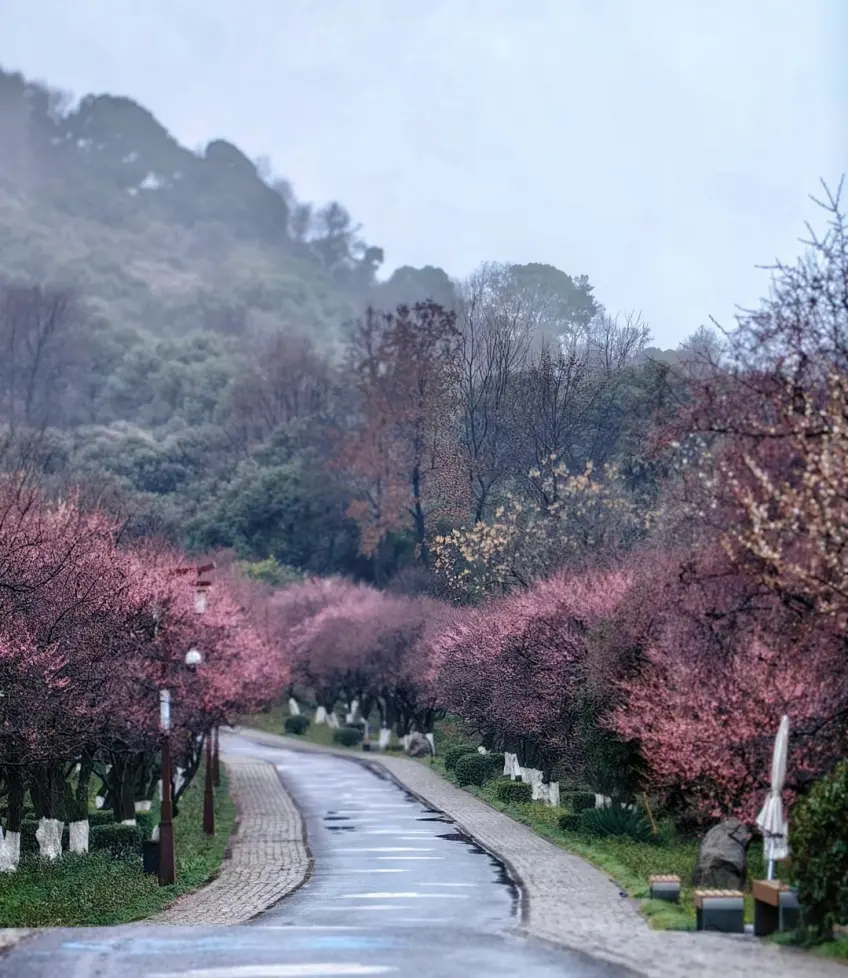 超山湿润小径两侧粉色梅花