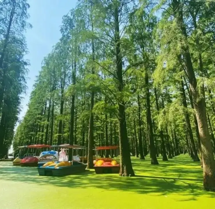 扬州夏日池杉林与彩色游船