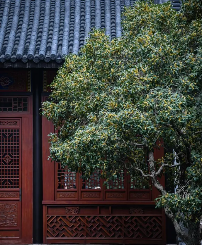 南京总统府桂花