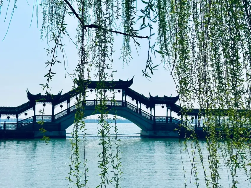 柳枝前景湖上廊桥远影