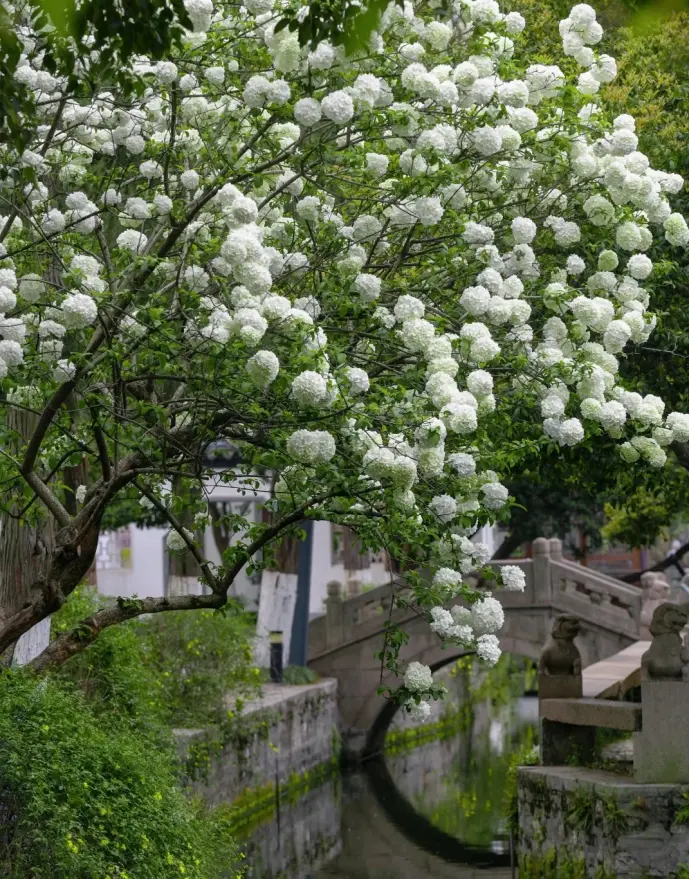 南京总统府木绣球