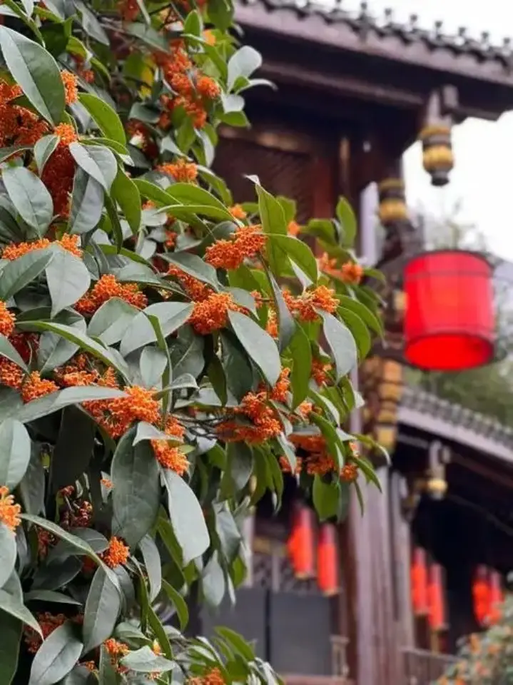 扬州秋日桂花树与传统建筑