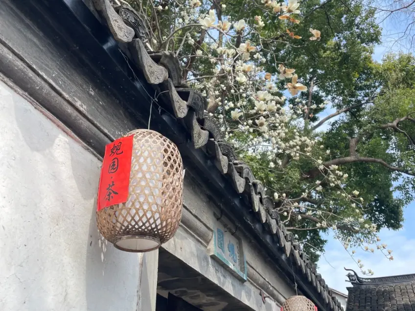 白墙瓦檐红灯笼与春枝