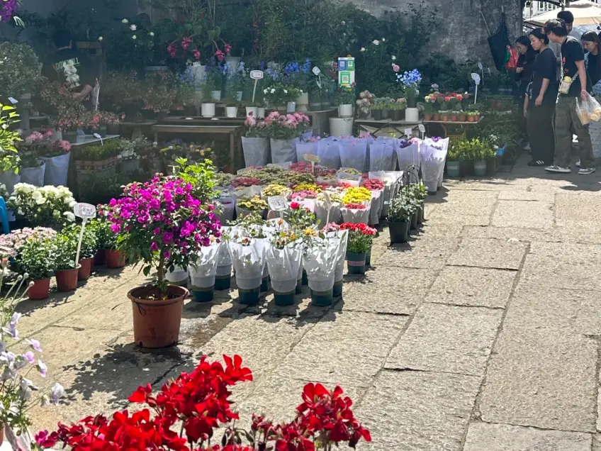 月河街边花市盆栽与游客