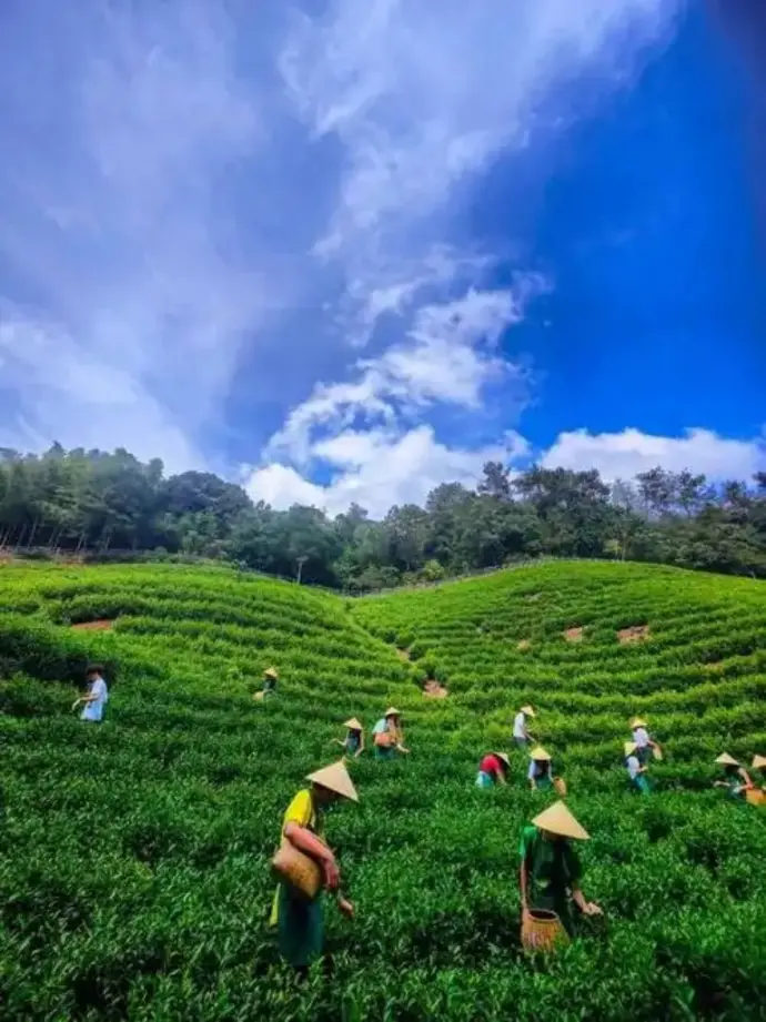采茶